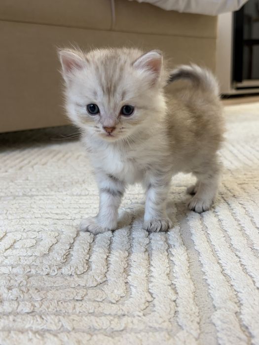 котята скоттиш страйт