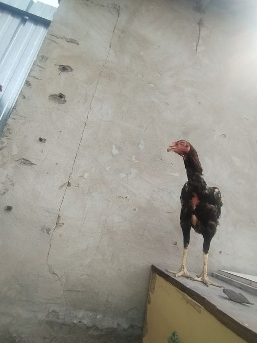 Продам птицу дакан