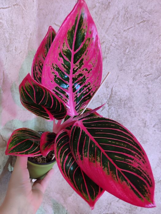 Тайские Аглаонемы