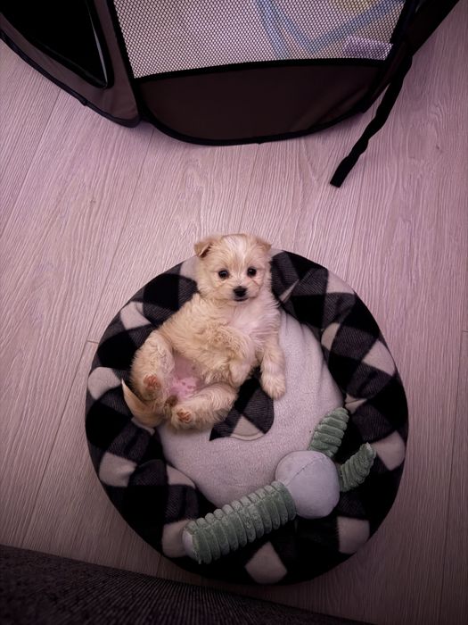 Bichon Maltez fetita