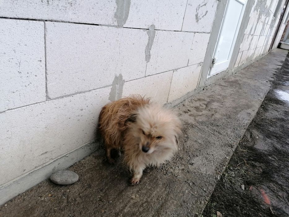 Donez mascul și femela.