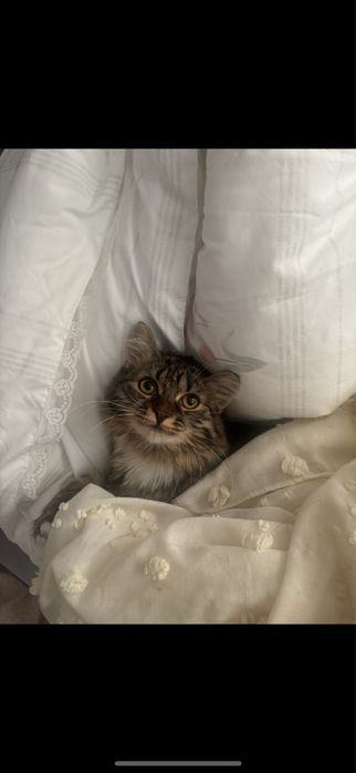 Отдаю котенка 9 месяцев