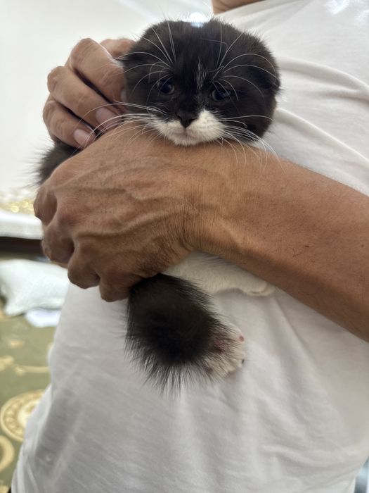 Продаю двух котят для хороших рук