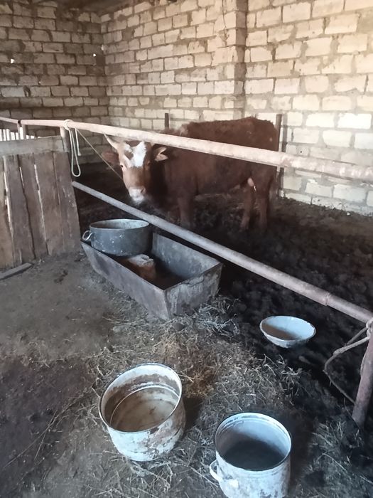 Баспақ сатылады.