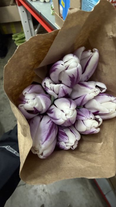 Продам тюльпаны оптом 300