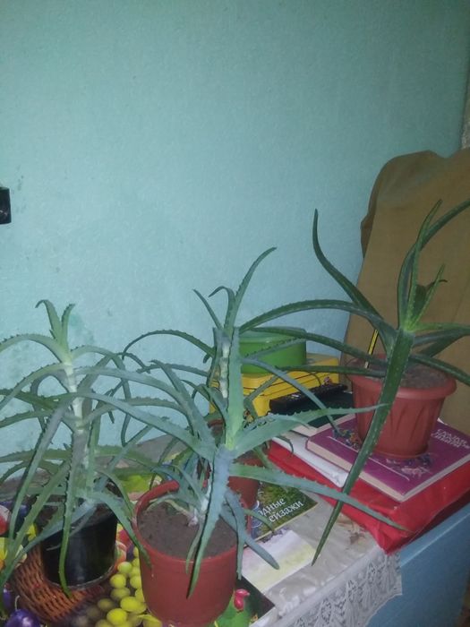 Алоэ лечебный и Вера