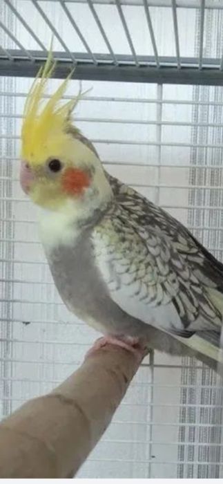 Кореллы  молодые