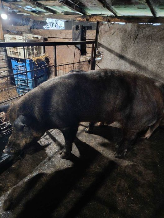 Продавам мъжко прасе