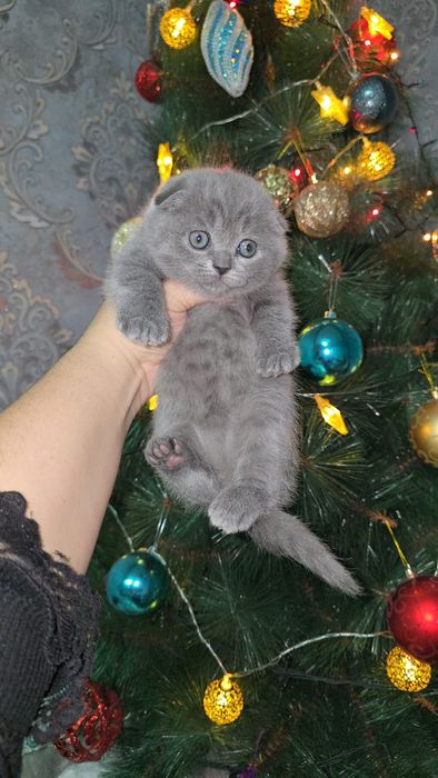 Шотландский фолд девичка