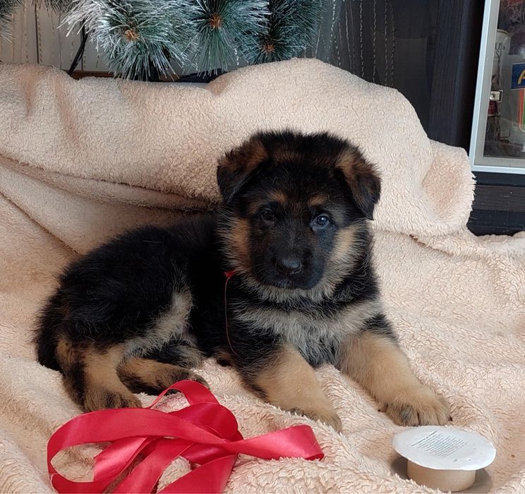 Немецкая овчарка щенки