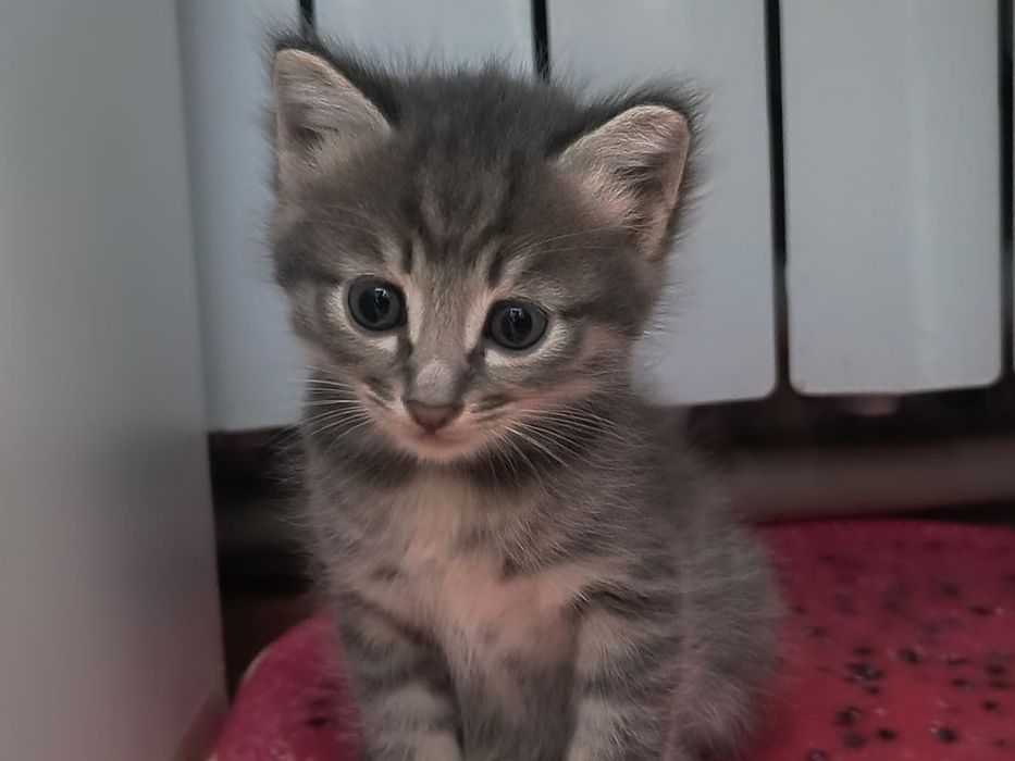 Котята домашние !!!