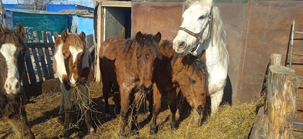 Продам жеребят..