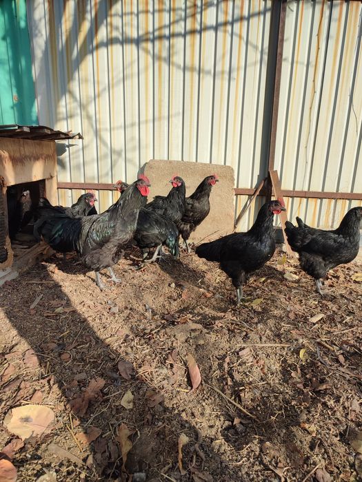 Петухи черные для лечения