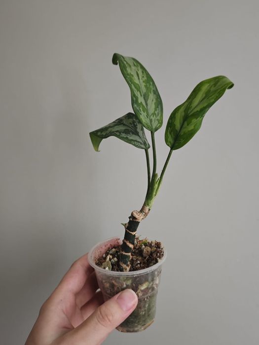 Сансеверия, кактус