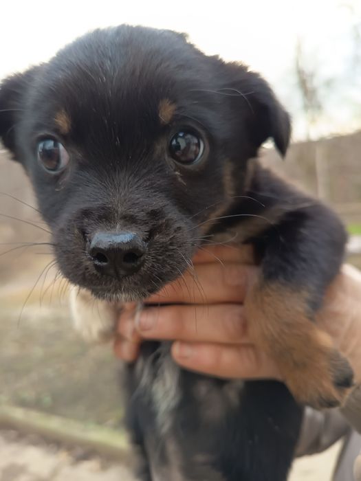 Câței gratis 3 luni