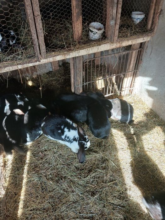 Iepuri berbec german