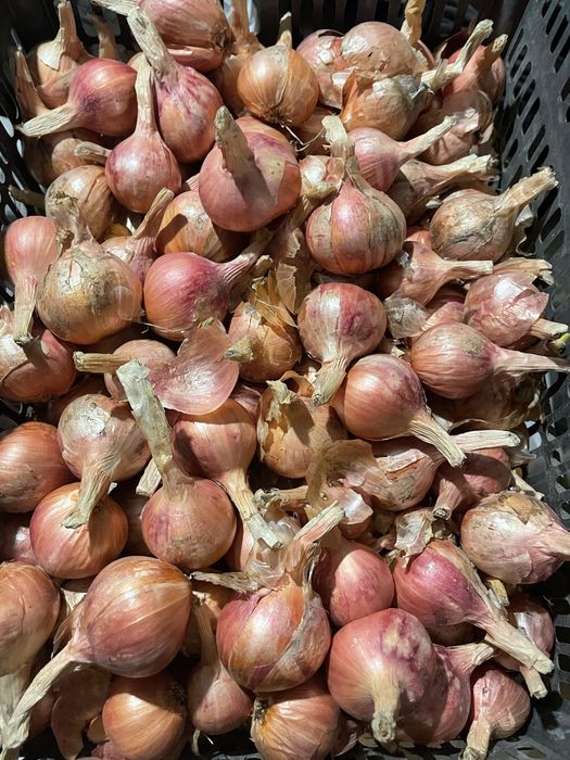 Продам лук монастырский и шалот