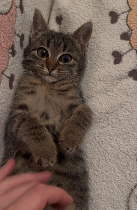 Котенок подросток девочка в добрые руки