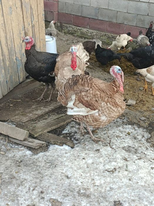 Индюки индюк ундик