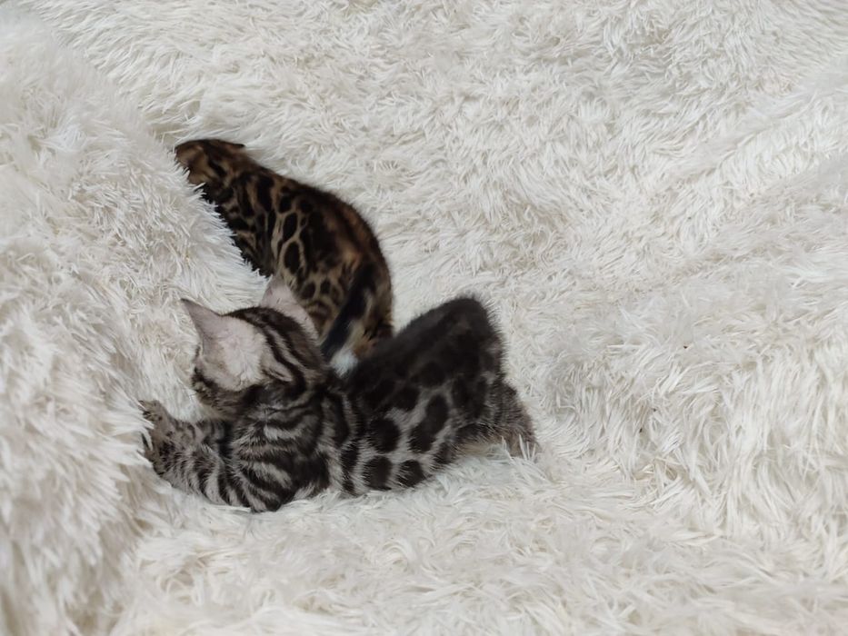 Бенгальские котята