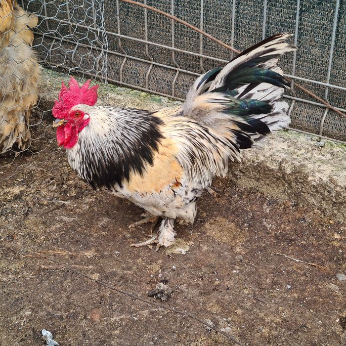 Cocosei pitici de vanzare