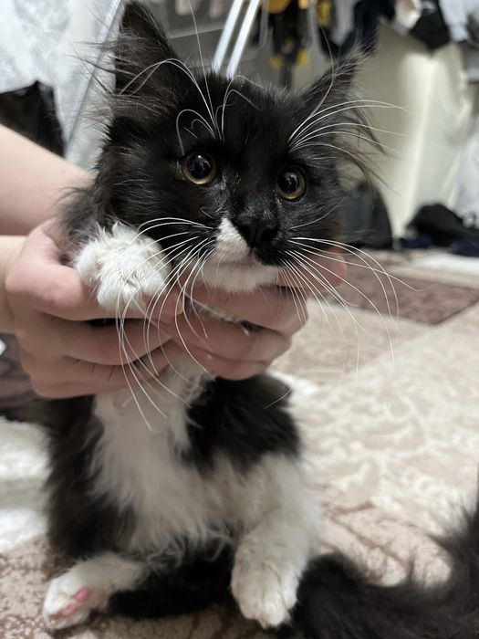 Mushuk sotiladi parodali Shatlandskiy