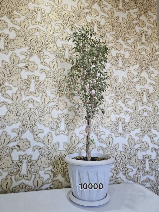 Продам комнатные цветы