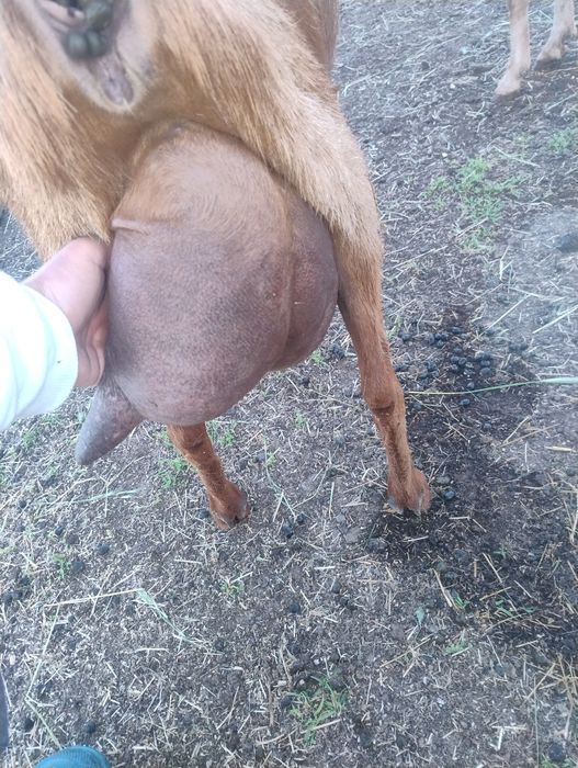 Văd edute  alpin francez din capre bune de lapte