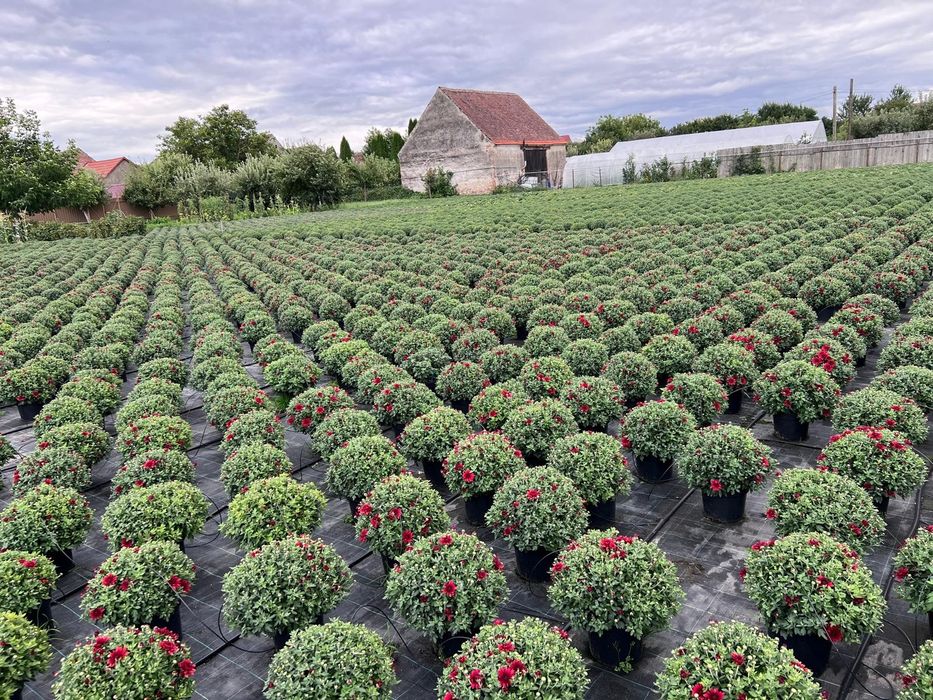 Vând crizanteme multiflora mari