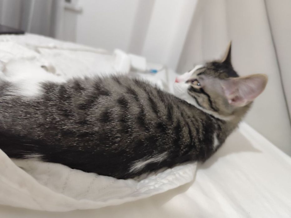 Отдам котенка в добрые руки