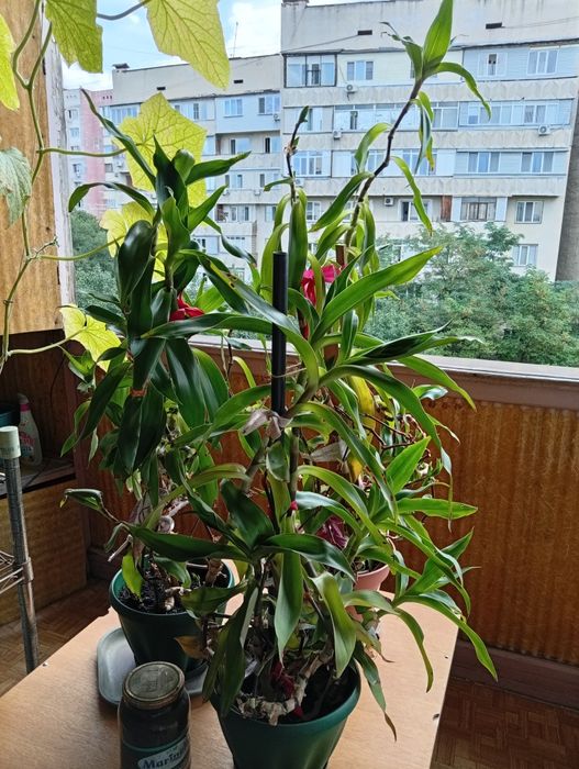 Продам домашние лечебные растения