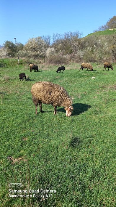 Овце за продаване редовни  и млади