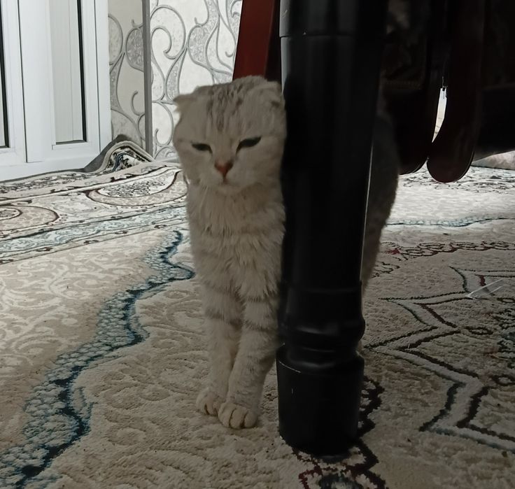 Шотланская скоттиш-фолд