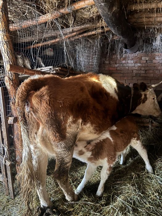 Продам карову с телёнкам