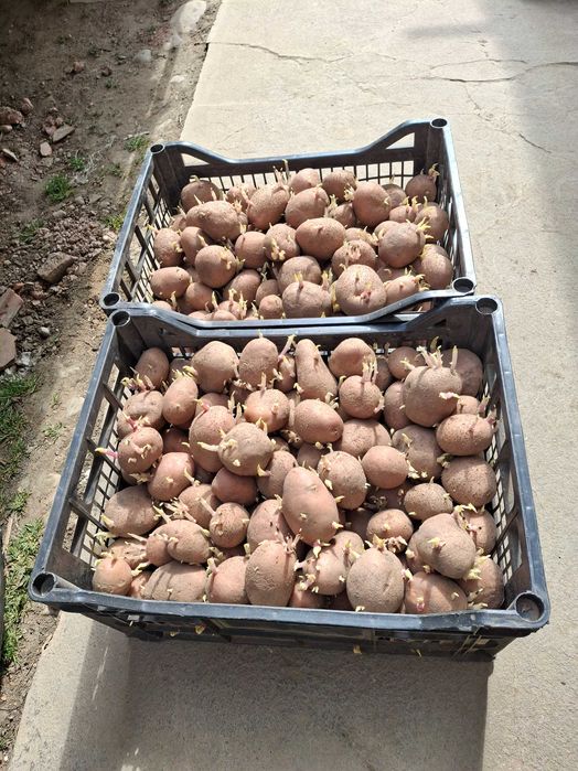 Cartofi de sămăntă