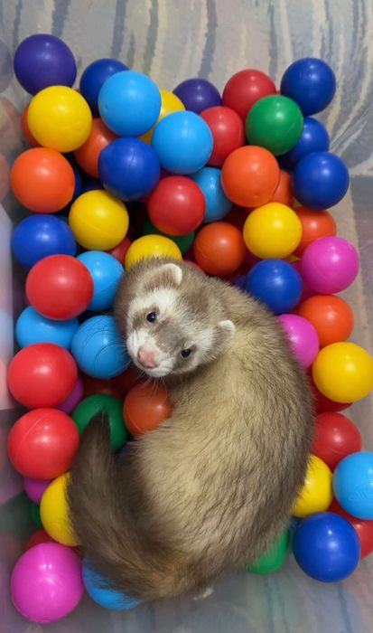 Хорёк для вязки.