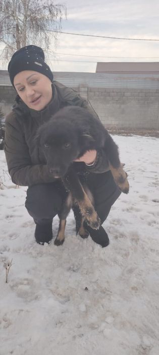 Привитые щенки 5 месяцев.