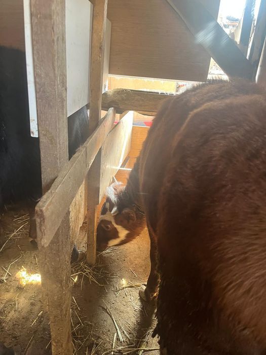 Продам сельхоз животных