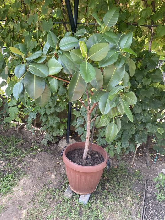 Ficus de vânzare