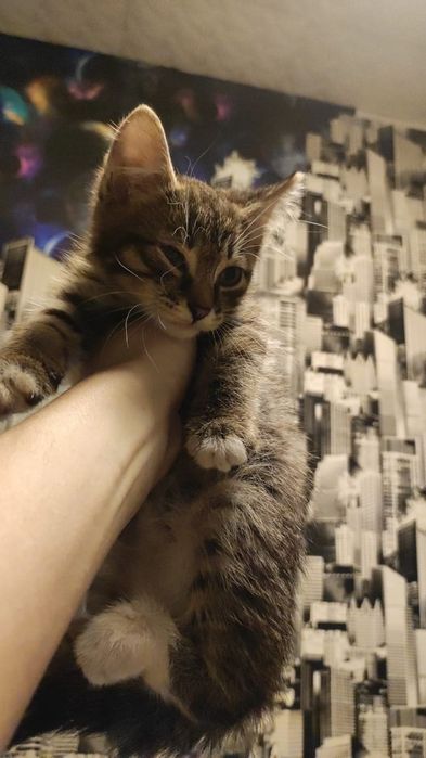 Отдам котенка, мальчик