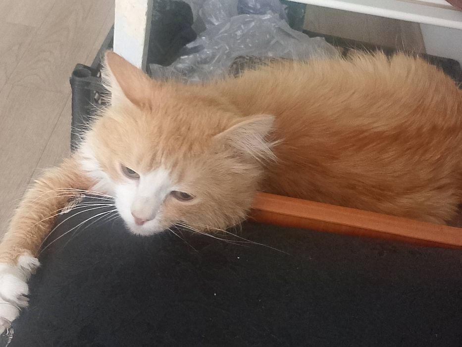 Отдам здорового кота