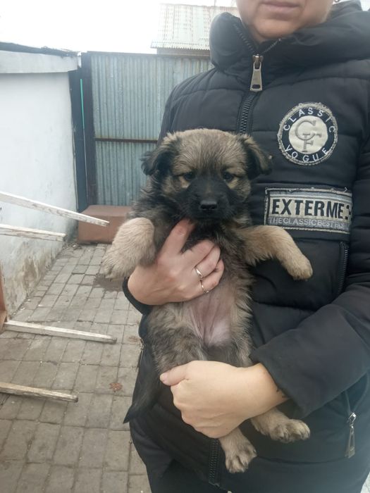 Дарю щенят!        .