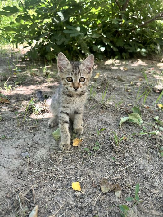 Котенок ищет дом