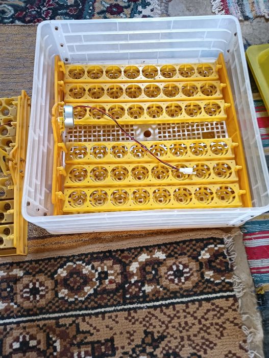 Vând clocitoare de găină sau rață și prepeliță 48 de oua de găină și