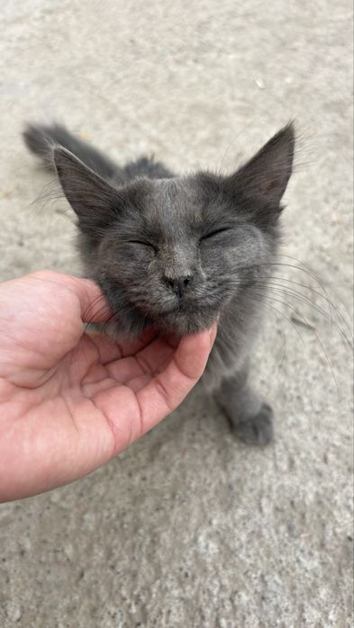 Котенок мальчик 4-5 месяцев