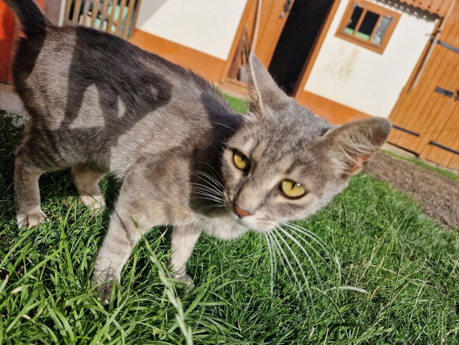 Ofer spre adopție doi pisici iubitori