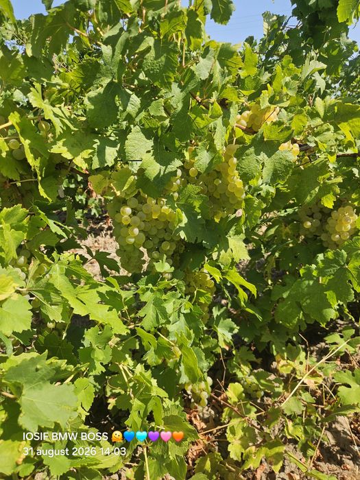 Vând struguri de vin