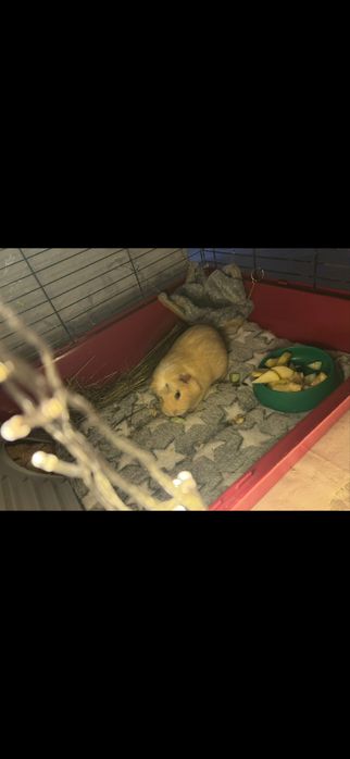 морская свинкааа