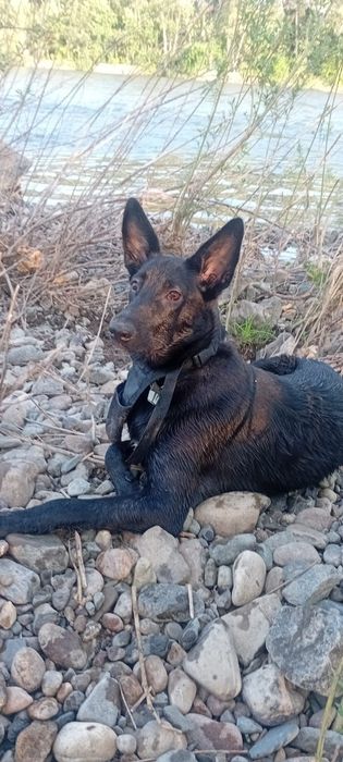 Отдам Бильгийскую овчеарку 1,5года кобель