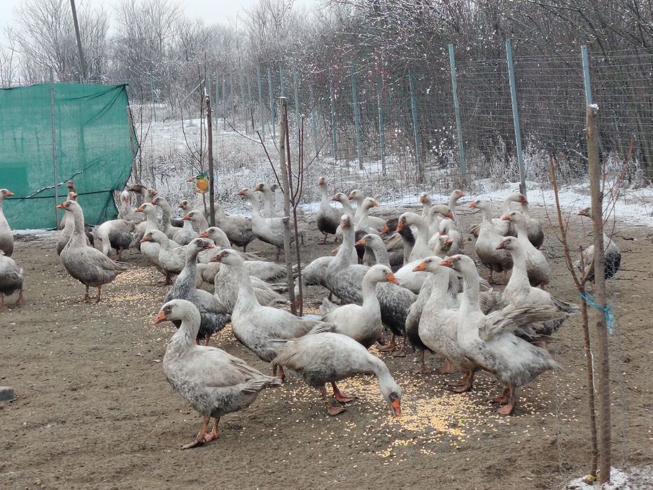 Gâste diferite marimi